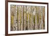 Aspen Trees and Scrub Oak Create Swaths of Color in the West Elk Mountains in Sw Colorado-Sergio Ballivian-Framed Photographic Print