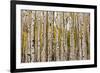 Aspen Trees and Scrub Oak Create Swaths of Color in the West Elk Mountains in Sw Colorado-Sergio Ballivian-Framed Photographic Print