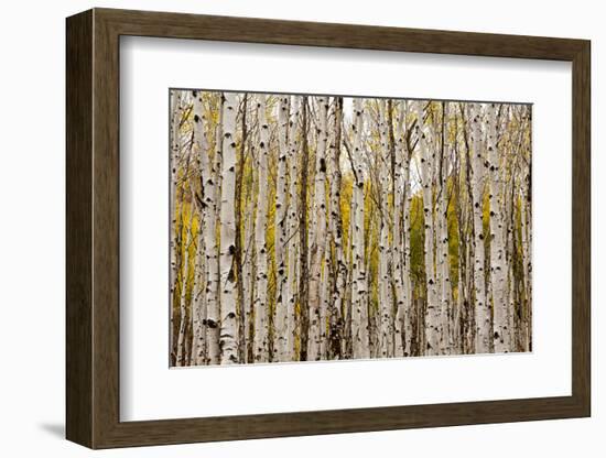 Aspen Trees and Scrub Oak Create Swaths of Color in the West Elk Mountains in Sw Colorado-Sergio Ballivian-Framed Photographic Print