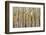 Aspen Trees and Scrub Oak Create Swaths of Color in the West Elk Mountains in Sw Colorado-Sergio Ballivian-Framed Photographic Print