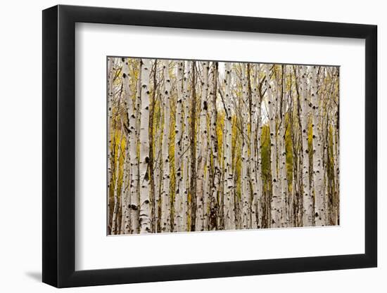 Aspen Trees and Scrub Oak Create Swaths of Color in the West Elk Mountains in Sw Colorado-Sergio Ballivian-Framed Photographic Print