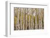 Aspen Trees and Scrub Oak Create Swaths of Color in the West Elk Mountains in Sw Colorado-Sergio Ballivian-Framed Photographic Print