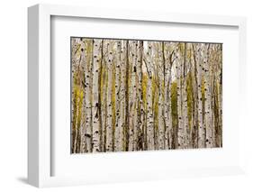 Aspen Trees and Scrub Oak Create Swaths of Color in the West Elk Mountains in Sw Colorado-Sergio Ballivian-Framed Photographic Print
