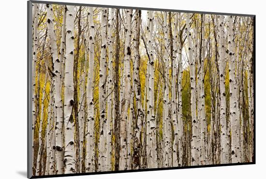 Aspen Trees and Scrub Oak Create Swaths of Color in the West Elk Mountains in Sw Colorado-Sergio Ballivian-Mounted Photographic Print