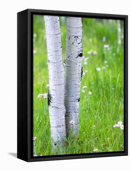 Aspen Trees and Wildflowers, Lake City, Colorado, USA-Janell Davidson-Framed Stretched Canvas