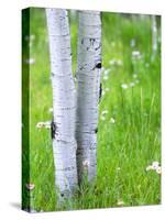 Aspen Trees and Wildflowers, Lake City, Colorado, USA-Janell Davidson-Stretched Canvas