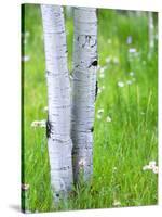 Aspen Trees and Wildflowers, Lake City, Colorado, USA-Janell Davidson-Stretched Canvas