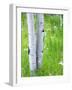 Aspen Trees and Wildflowers, Lake City, Colorado, USA-Janell Davidson-Framed Photographic Print