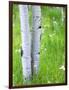 Aspen Trees and Wildflowers, Lake City, Colorado, USA-Janell Davidson-Framed Photographic Print