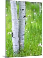 Aspen Trees and Wildflowers, Lake City, Colorado, USA-Janell Davidson-Mounted Photographic Print