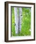 Aspen Trees and Wildflowers, Lake City, Colorado, USA-Janell Davidson-Framed Photographic Print