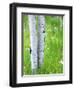 Aspen Trees and Wildflowers, Lake City, Colorado, USA-Janell Davidson-Framed Photographic Print