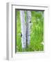 Aspen Trees and Wildflowers, Lake City, Colorado, USA-Janell Davidson-Framed Photographic Print