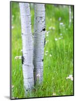 Aspen Trees and Wildflowers, Lake City, Colorado, USA-Janell Davidson-Mounted Photographic Print