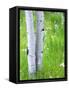 Aspen Trees and Wildflowers, Lake City, Colorado, USA-Janell Davidson-Framed Stretched Canvas