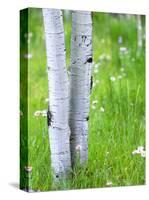 Aspen Trees and Wildflowers, Lake City, Colorado, USA-Janell Davidson-Stretched Canvas