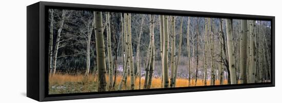 Aspen Trees, Colorado, USA-Walter Bibikow-Framed Stretched Canvas