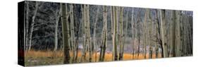 Aspen Trees, Colorado, USA-Walter Bibikow-Stretched Canvas