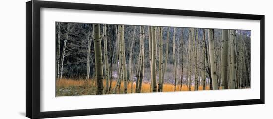 Aspen Trees, Colorado, USA-Walter Bibikow-Framed Photographic Print