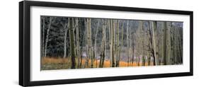 Aspen Trees, Colorado, USA-Walter Bibikow-Framed Photographic Print