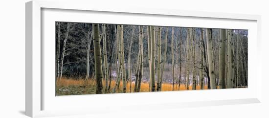 Aspen Trees, Colorado, USA-Walter Bibikow-Framed Photographic Print