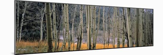 Aspen Trees, Colorado, USA-Walter Bibikow-Mounted Photographic Print