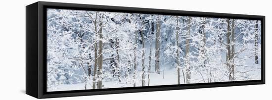 Aspen Trees Covered with Snow, Taos County, New Mexico, USA-null-Framed Stretched Canvas