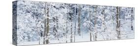 Aspen Trees Covered with Snow, Taos County, New Mexico, USA-null-Stretched Canvas