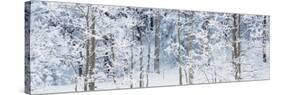 Aspen Trees Covered with Snow, Taos County, New Mexico, USA-null-Stretched Canvas