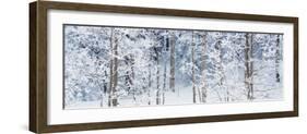 Aspen Trees Covered with Snow, Taos County, New Mexico, USA-null-Framed Photographic Print