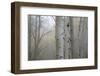 Aspen Trees, Dixie National Forest Boulder Mountain, Utah, USA-Charles Gurche-Framed Photographic Print