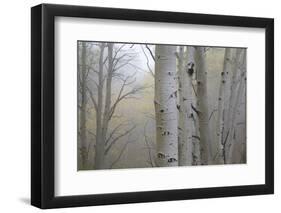 Aspen Trees, Dixie National Forest Boulder Mountain, Utah, USA-Charles Gurche-Framed Photographic Print