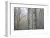 Aspen Trees, Dixie National Forest Boulder Mountain, Utah, USA-Charles Gurche-Framed Photographic Print