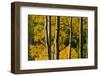 Aspen Trees During Fall in the Rocky Mountains of Colorado-Sergio Ballivian-Framed Photographic Print