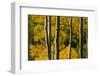 Aspen Trees During Fall in the Rocky Mountains of Colorado-Sergio Ballivian-Framed Photographic Print