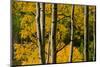 Aspen Trees During Fall in the Rocky Mountains of Colorado-Sergio Ballivian-Mounted Photographic Print