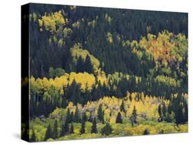 Aspen Trees, Endovalley, Rocky Mountain National Park, Colorado, USA-Rolf Nussbaumer-Stretched Canvas