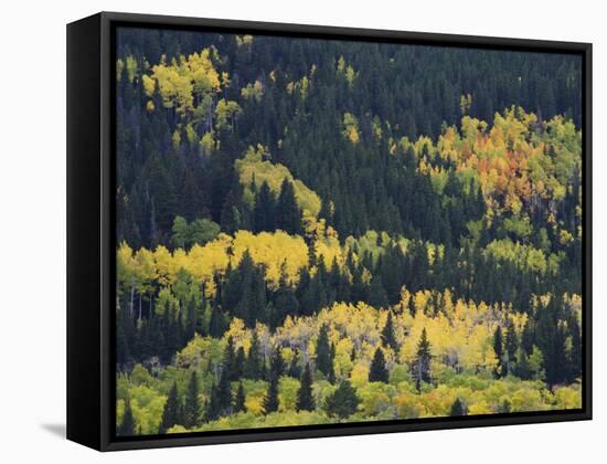 Aspen Trees, Endovalley, Rocky Mountain National Park, Colorado, USA-Rolf Nussbaumer-Framed Stretched Canvas