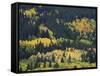 Aspen Trees, Endovalley, Rocky Mountain National Park, Colorado, USA-Rolf Nussbaumer-Framed Stretched Canvas