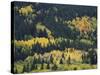 Aspen Trees, Endovalley, Rocky Mountain National Park, Colorado, USA-Rolf Nussbaumer-Stretched Canvas