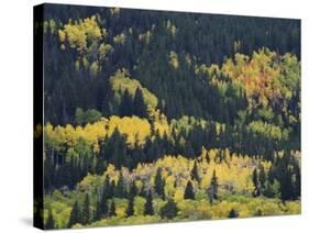 Aspen Trees, Endovalley, Rocky Mountain National Park, Colorado, USA-Rolf Nussbaumer-Stretched Canvas