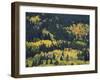 Aspen Trees, Endovalley, Rocky Mountain National Park, Colorado, USA-Rolf Nussbaumer-Framed Photographic Print