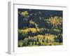 Aspen Trees, Endovalley, Rocky Mountain National Park, Colorado, USA-Rolf Nussbaumer-Framed Photographic Print