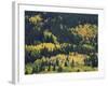 Aspen Trees, Endovalley, Rocky Mountain National Park, Colorado, USA-Rolf Nussbaumer-Framed Photographic Print