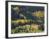 Aspen Trees, Endovalley, Rocky Mountain National Park, Colorado, USA-Rolf Nussbaumer-Framed Photographic Print