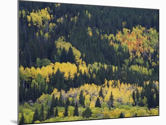 Aspen Trees, Endovalley, Rocky Mountain National Park, Colorado, USA-Rolf Nussbaumer-Mounted Photographic Print