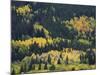 Aspen Trees, Endovalley, Rocky Mountain National Park, Colorado, USA-Rolf Nussbaumer-Mounted Photographic Print