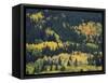 Aspen Trees, Endovalley, Rocky Mountain National Park, Colorado, USA-Rolf Nussbaumer-Framed Stretched Canvas