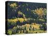 Aspen Trees, Endovalley, Rocky Mountain National Park, Colorado, USA-Rolf Nussbaumer-Stretched Canvas
