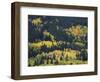 Aspen Trees, Endovalley, Rocky Mountain National Park, Colorado, USA-Rolf Nussbaumer-Framed Photographic Print